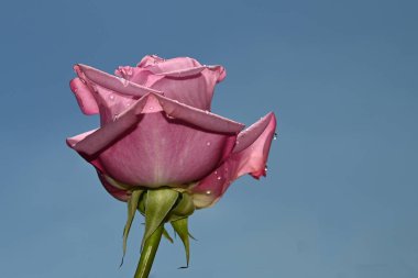 Mavi arkaplanda pembe güller