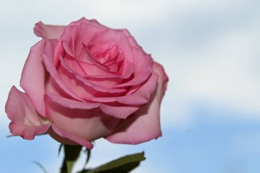 Mavi arkaplanda pembe güller