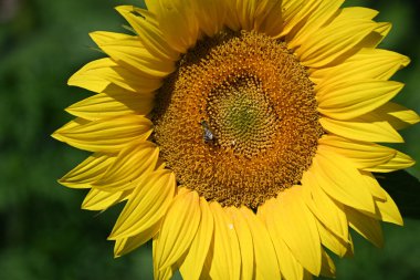Büyük çiçek açan güzel bir tarla.