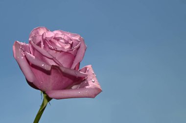 Mavi arkaplanda pembe güller