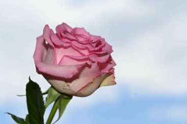 Mavi arkaplanda pembe güller