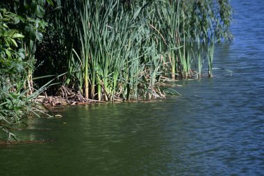 Gölette büyüyen yeşil bitkiler