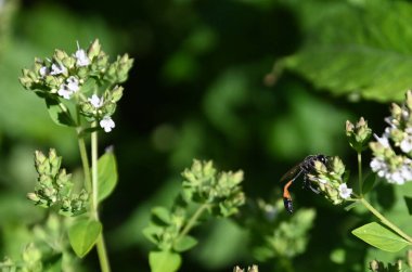 Güneşli yaz gününde bahçede yetişen güzel çiçekler. 