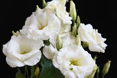 Koyu arkaplanda güzel çiçekler, yaz konsepti, yakın manzara  