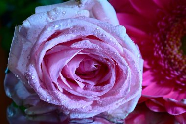 Koyu arkaplanda güzel çiçekler, yaz konsepti, yakın manzara  