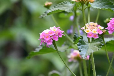 Dışarıda yetişen güzel çiçekler, yaz konsepti, yakın manzara.  