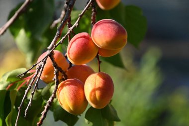 Açık havada yetişen olgun kayısıları olan ağaç, yaz konsepti, yakın görüş.  