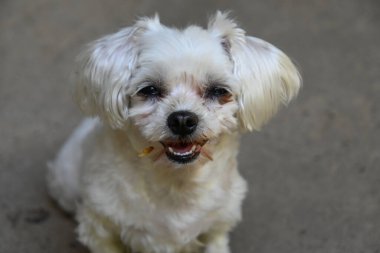 Tatlı köpek yaz günü dışarıda eğleniyor.