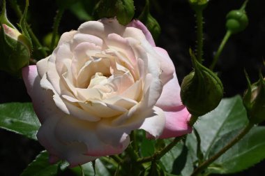 Güneşli yaz gününde bahçede yetişen güzel çiçekler. 