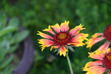 Güneşli yaz gününde bahçede yetişen güzel çiçekler. 