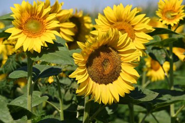 Büyük çiçek açan güzel bir tarla.