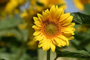 Büyük çiçek açan güzel bir tarla.