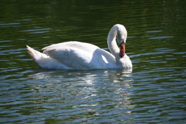 Gölde güzel beyaz kuğular