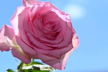 Mavi arkaplanda pembe güller