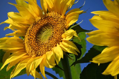 Güneşli yaz günlerinde çayırlarda yetişen güzel ayçiçeklerinin resimsel manzarası  