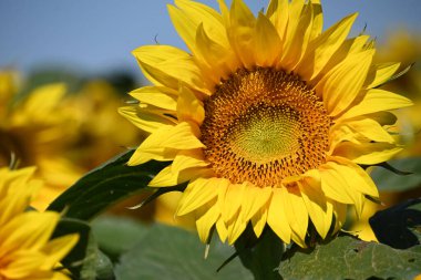 Güneşli yaz günlerinde çayırlarda yetişen güzel ayçiçeklerinin resimsel manzarası  