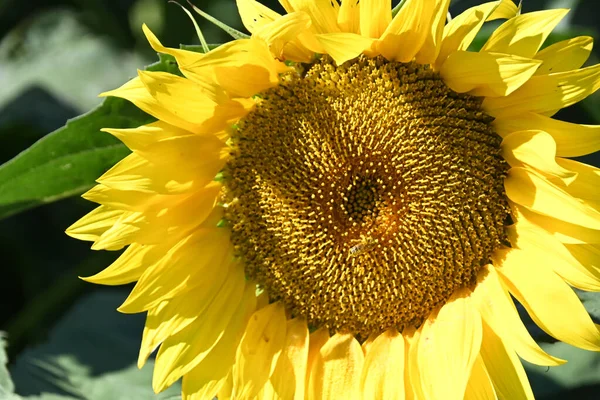 Malerischer Blick Auf Schöne Sonnenblumen Die Sonnigen Sommertagen Auf Der — Stockfoto