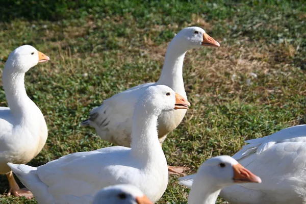 Gänse Auf Dem Feld — Stockfoto