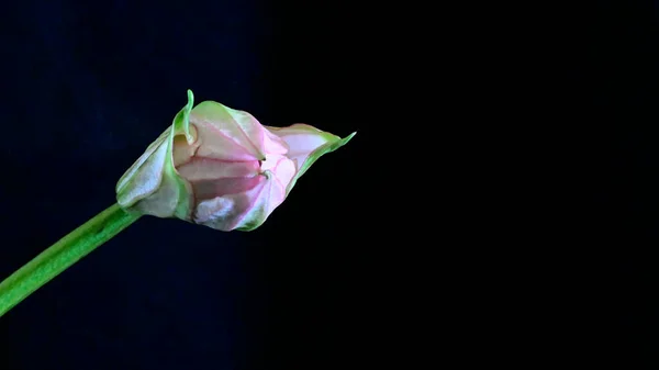 Bellissimo Fiore Tulipano Sfondo Scuro Concetto Estivo Vista Vicino — Foto Stock