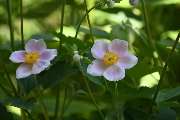 Hermosas Flores Que Crecen Jardín Verano Día Soleado — Foto de Stock