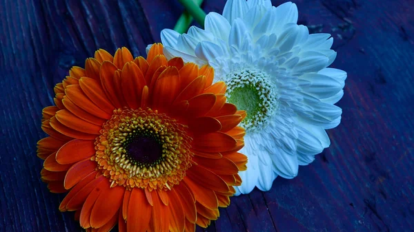 Gerbera Virágok Asztalon — Stock Fotó