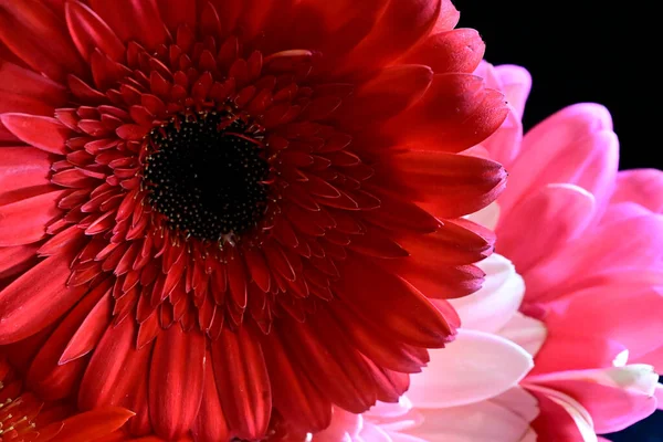 Schöne Blumen Auf Dunklem Hintergrund Sommerkonzept Nahsicht — Stockfoto