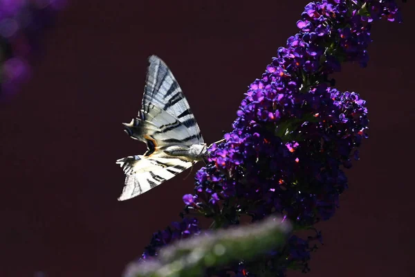 Schmetterling Bestäubt Schöne Blumen Die Freien Wachsen Sommerkonzept Nahsicht — Stockfoto