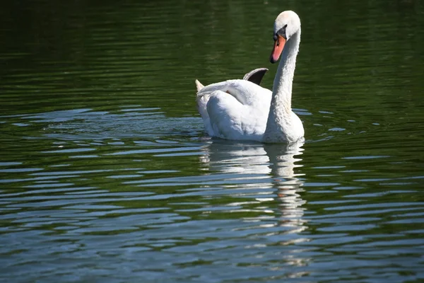 Hermoso Cisne Blanco Lago —  Fotos de Stock