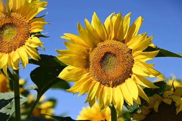 Pintoresca Vista Hermosos Girasoles Creciendo Prado Verano Día Soleado — Foto de Stock