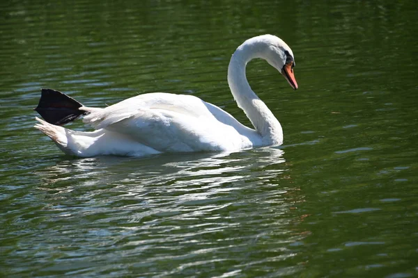 Beautiful White Swans Lake — Stock Photo, Image