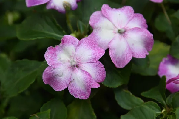 Bellissimi Fiori Che Crescono All Aperto Concetto Estivo Vista Vicino — Foto Stock