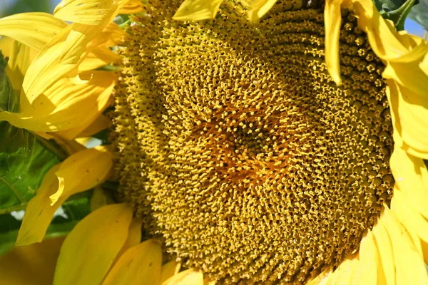 Vista Pittoresca Bellissimi Girasoli Che Crescono Sul Prato Estate Giornata — Foto Stock