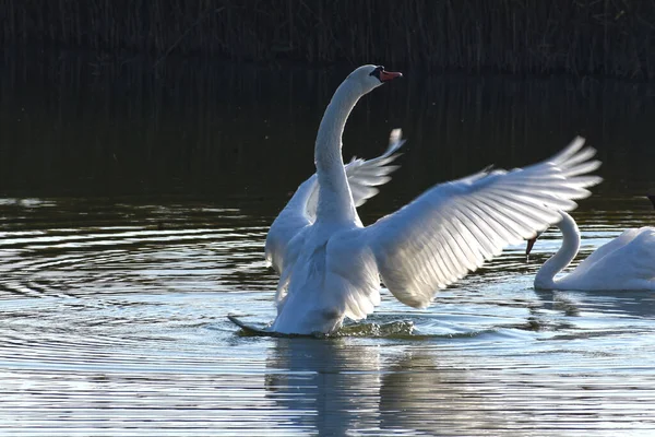 Belos Cisnes Brancos Nadando Superfície Água Lago Dia Verão — Fotografia de Stock