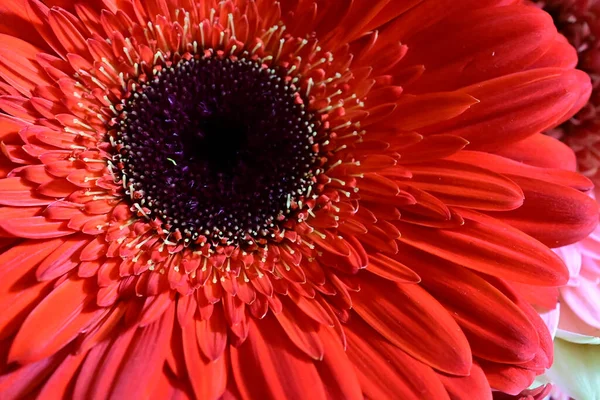 Красивый Цветок Герберы Темном Фоне Летняя Концепция Близкий Вид — стоковое фото