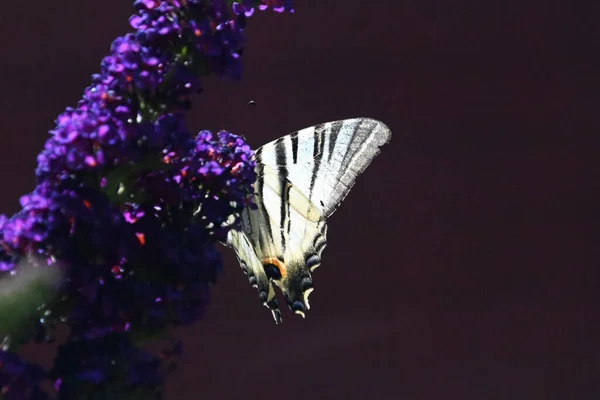 Motyl Zapylanie Piękne Kwiaty Rośnie Zewnątrz Koncepcja Latem Widok Bliska — Zdjęcie stockowe