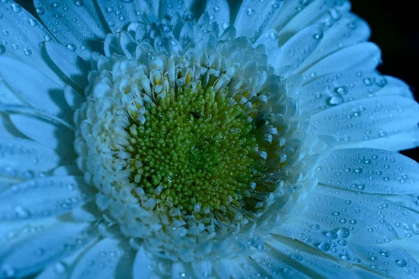 Güzel Gerbera Koyu Arkaplan Yaz Konsepti Yakın Görüş — Stok fotoğraf