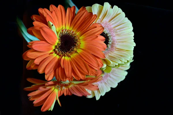 Hermosas Flores Sobre Fondo Oscuro Concepto Verano Vista Cercana — Foto de Stock