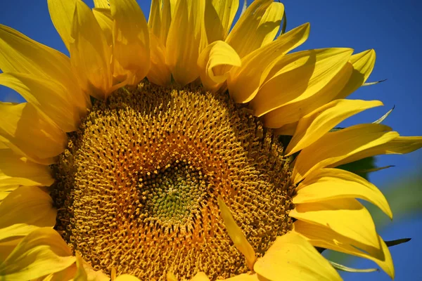 Prachtig Veld Met Een Grote Bloeiende Zonnebloemen — Stockfoto