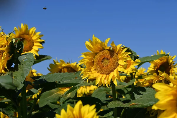 Malerischer Blick Auf Schöne Sonnenblumen Die Sonnigen Sommertagen Auf Der — Stockfoto