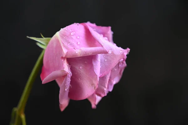 Mooie Bloemen Donkere Achtergrond Zomerconcept Close View — Stockfoto