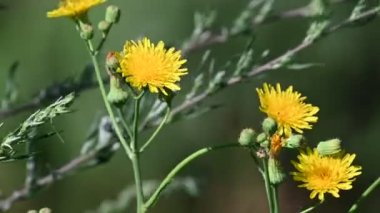 Dışarıda yetişen güzel çiçekler, yaz konsepti, yakın manzara.  