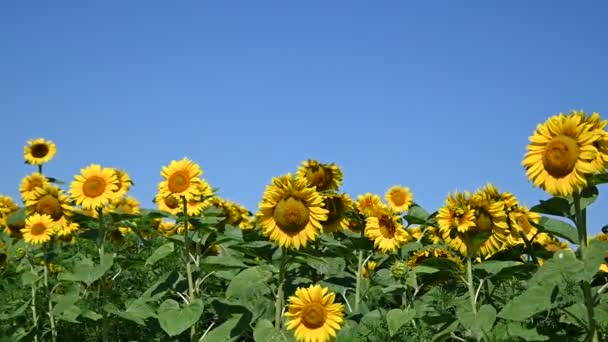 Blick Auf Schöne Sonnenblumen Die Sonnigen Sommertagen Auf Der Wiese — Stockvideo