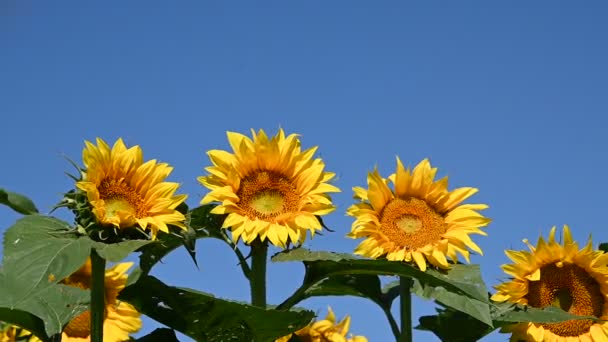 Uitzicht Prachtige Zonnebloemen Groeien Weide Zomer Zonnige Dag — Stockvideo