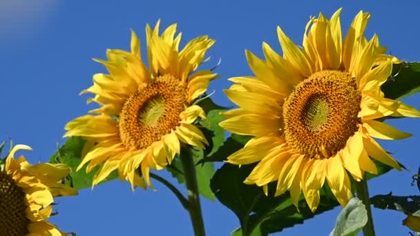 Uitzicht Prachtige Zonnebloemen Groeien Weide Zomer Zonnige Dag — Stockvideo