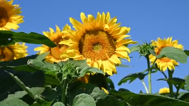 vue sur de beaux tournesols poussant sur la prairie à la journée ensoleillée d'été  