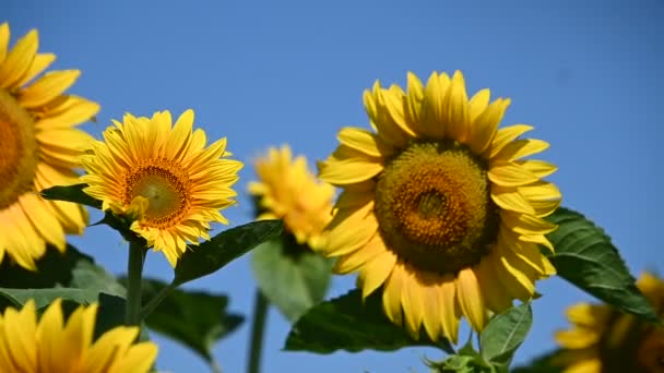 Vista Hermosos Girasoles Creciendo Prado Día Soleado Verano — Vídeos de Stock