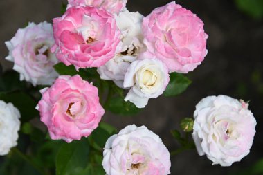 Dışarıda yetişen güzel güller, yaz konsepti, yakın manzara.  