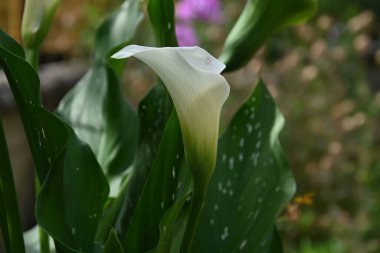 Açık havada yetişen güzel çiçekler, yaz konsepti, yakın manzara.  