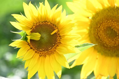 Güzel sarı ayçiçekleri açan tarla