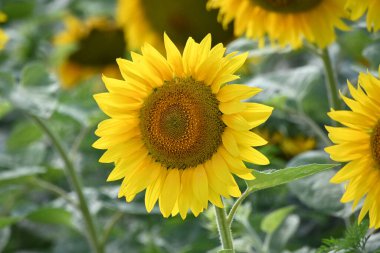 Güzel sarı ayçiçekleri açan tarla